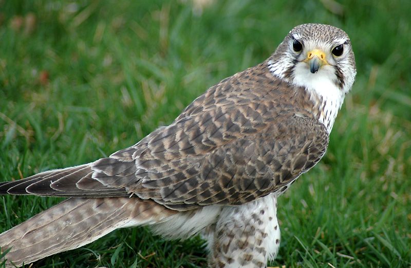 Prairie Falcon picture